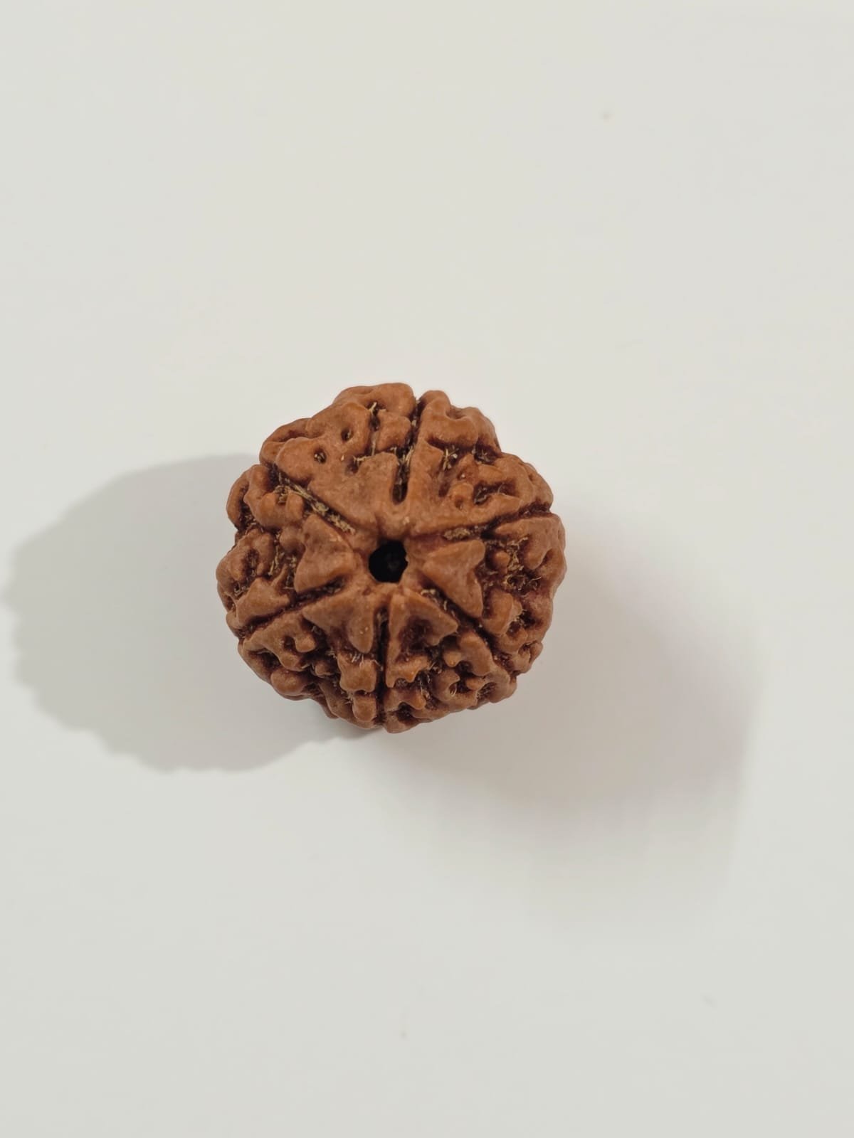 6 Mukhi Rudraksha