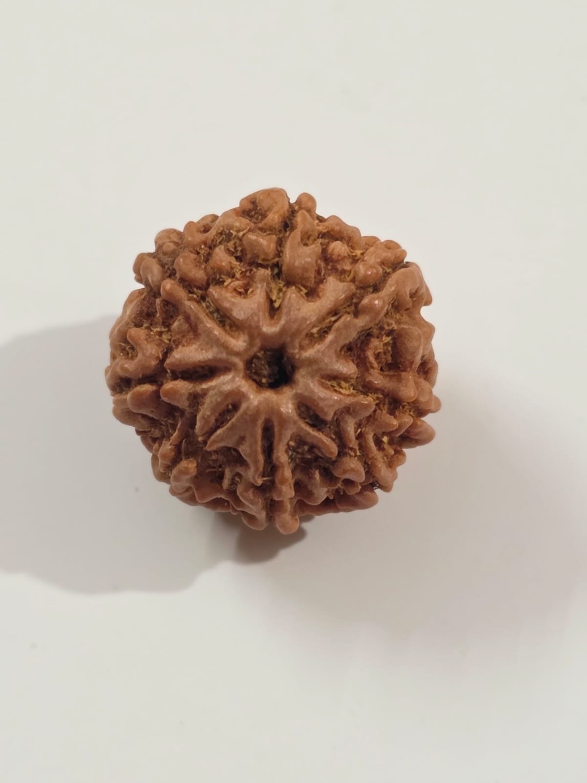 8 Mukhi Rudraksha